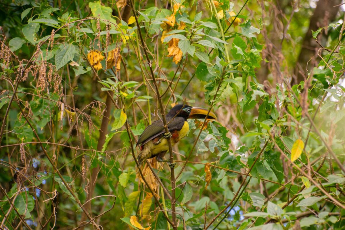 Trece ejemplares de especies nativas fueron reinsertados en su ambiente natural 2